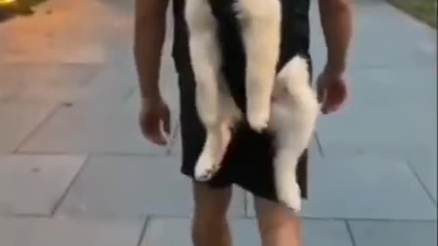 Funny baby dog viral video