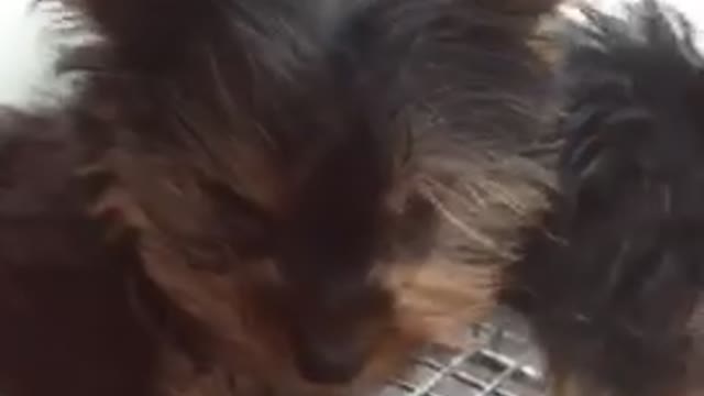 Puppy waves through glass window