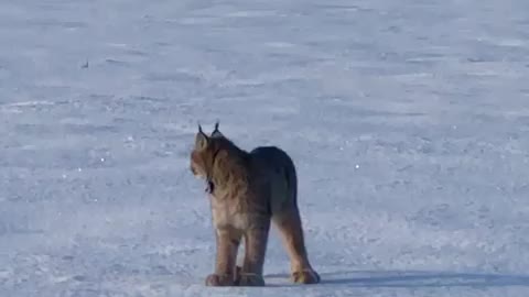 Wild Lynx