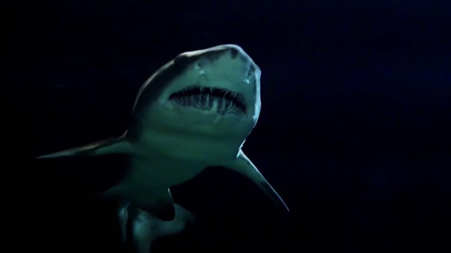 shark swimming in a large aquarium