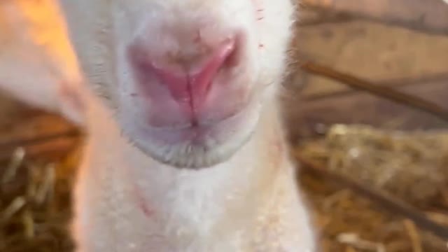 Newborn Lamb is Ready to Party