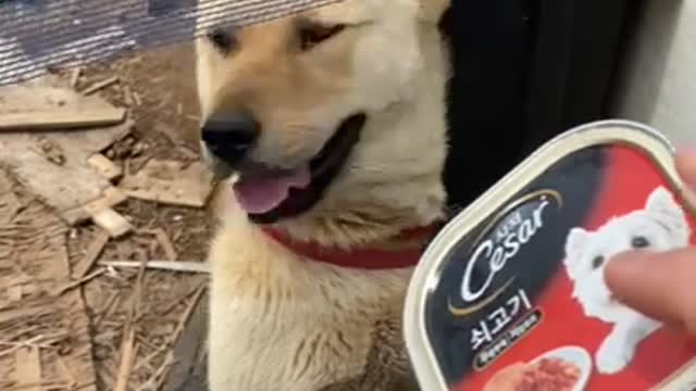 Giving Jindo Dog Snacks.