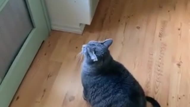 Fat cat cannot jump on window