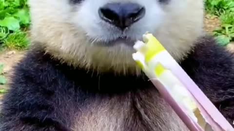Cute Panda