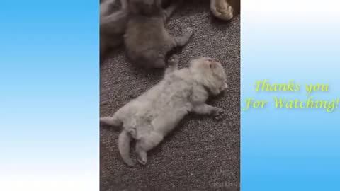 Funny pets video