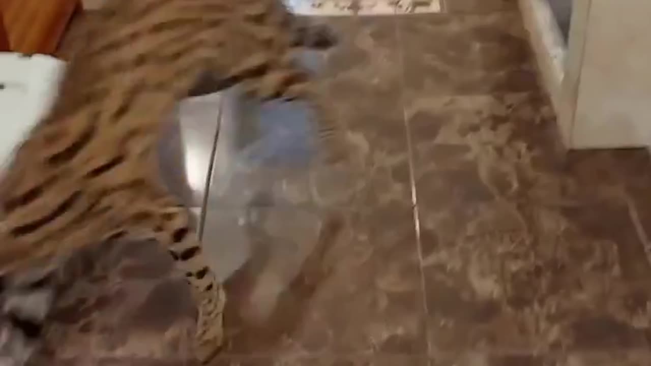 Chasing cat for tiger