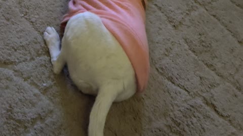 Test video 123568854322