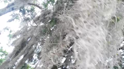 Tampa Bay Tourist