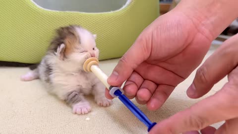 How capable kittens are!