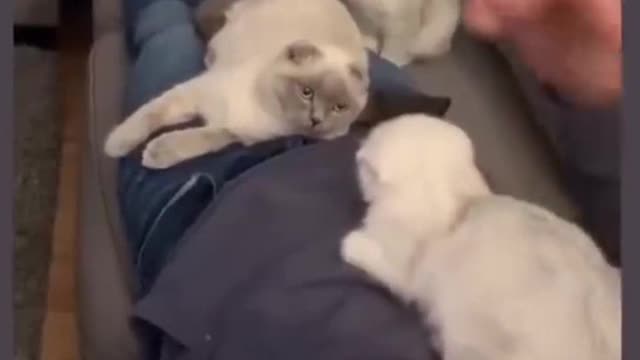 Cats funniest moment and why cats are the best pets.