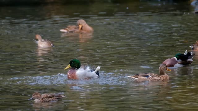 the ducks were looking for fish