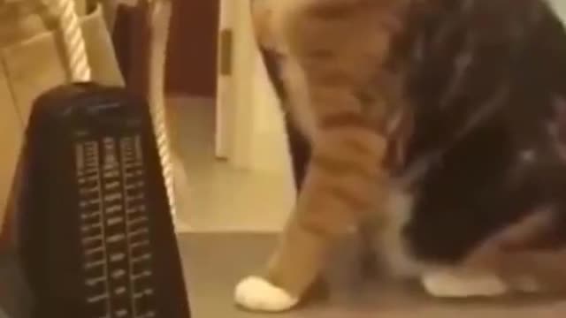 Try Not to laugh 🤣🤣| Funny Animals video