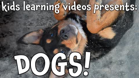 Dog Videos 2020