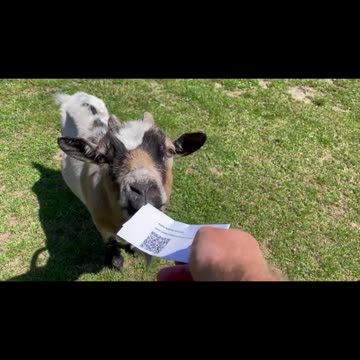 Freedom Cash Geocaching Paper Wallet - Cypher Goat