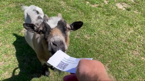 Freedom Cash Geocaching Paper Wallet - Cypher Goat
