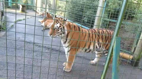 Video Of Tiger In A Cage