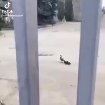 mom the ducks