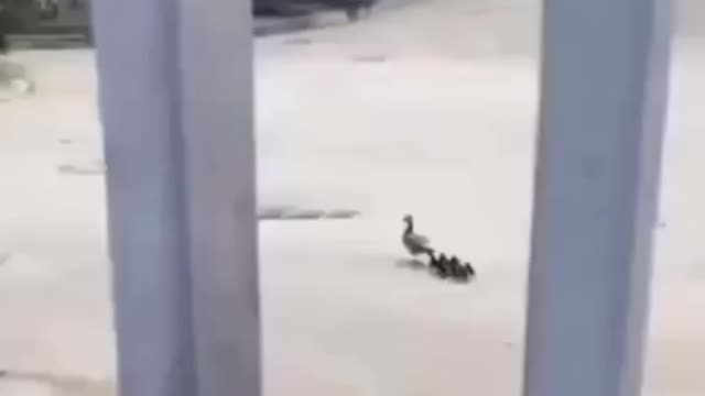 mom the ducks