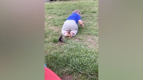 Cat and Dogs Funny Moments