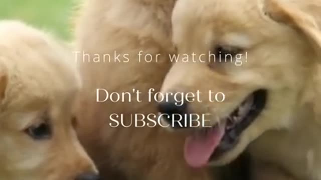 Cute doge videos new