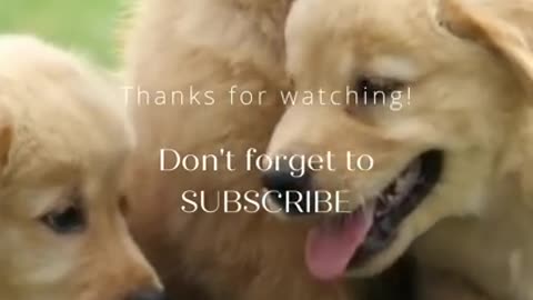 Cute doge videos new