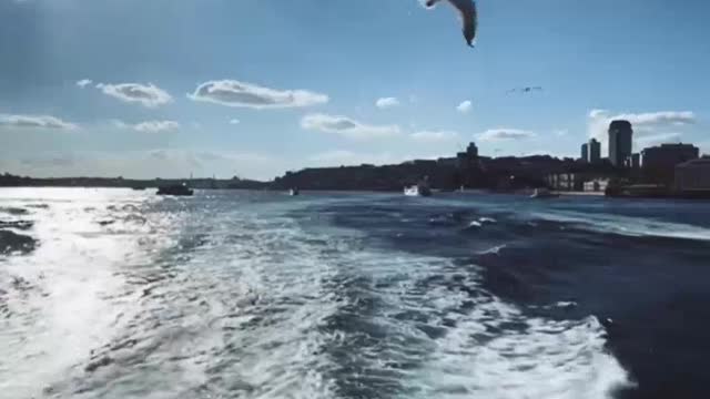 Seagulls following the boat