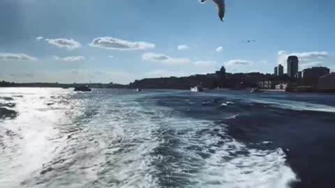 Seagulls following the boat