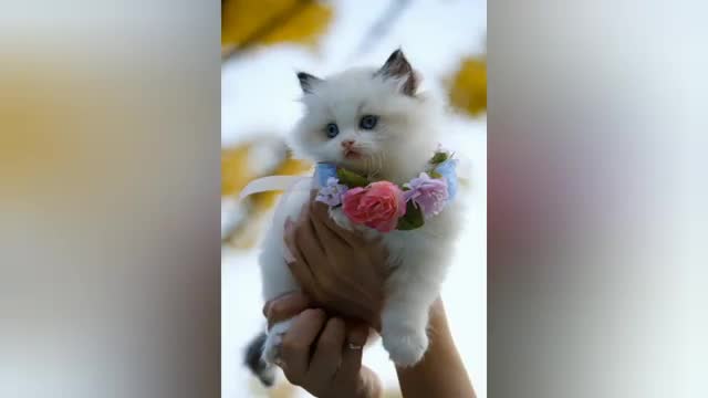 #Cute_Cats_🐈