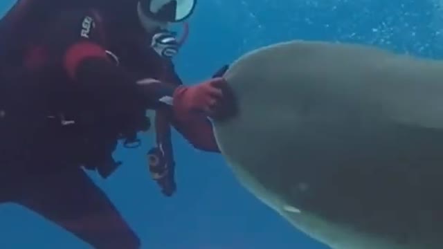 big shark caught on camera #shorts #ocean #shark #whale #orca #bigfish #megalodon #foryou #sea