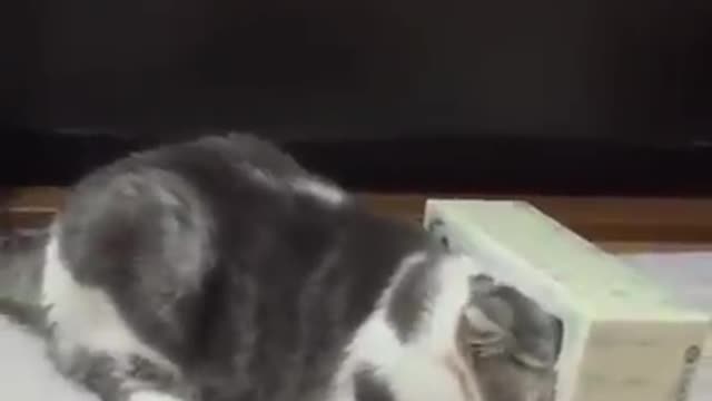 Cat in a box!