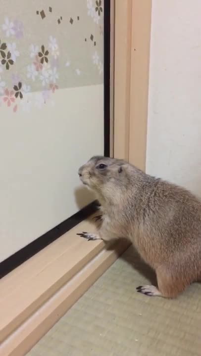 Gopher scratches the door