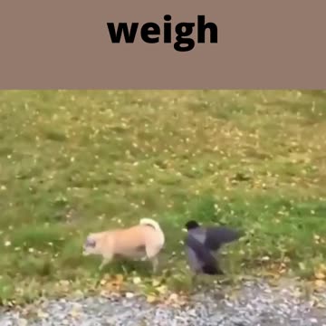 what does the worm weigh