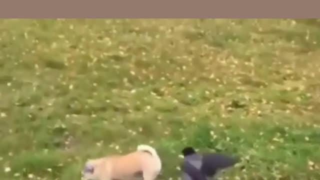 what does the worm weigh