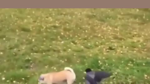 what does the worm weigh