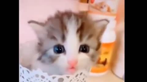 Cute baby cat comedy