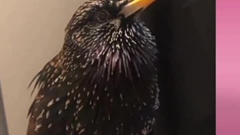 Beautiful bird video.#beautiful bird video.