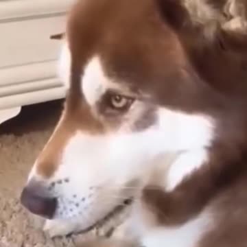 Hilariously Cute Kittens & Pups 2021- 10