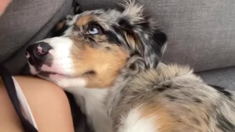 Kissing my dog half asleep
