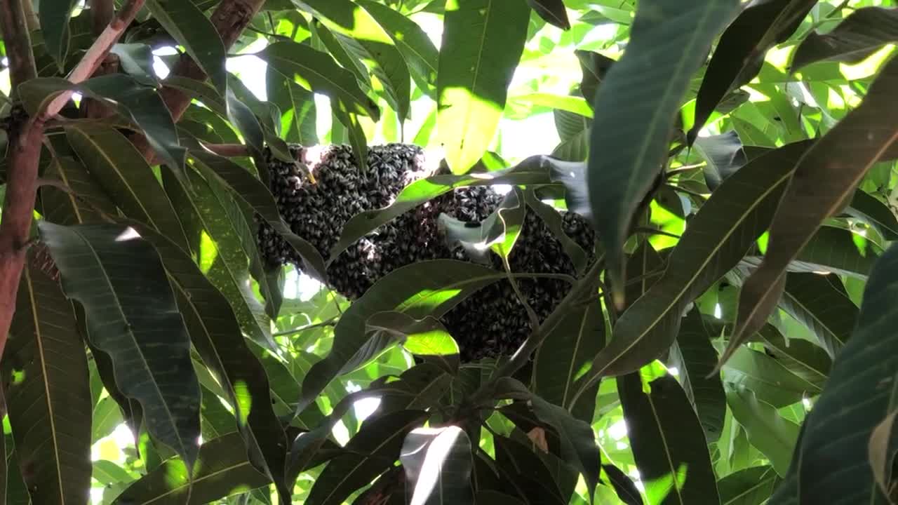 Natural Bee place on the Mango Tree