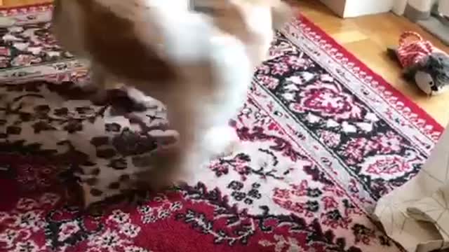 Dog spins around non stop