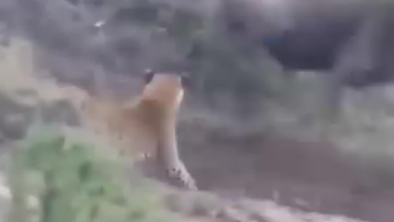 Epic Battle Fight Between wilder beast and Lions