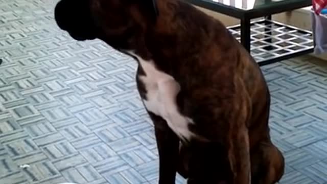 Too cute dog being scolded