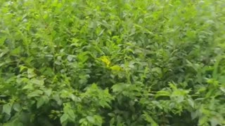 The park is full of trees with green leaves and delicate green leaves