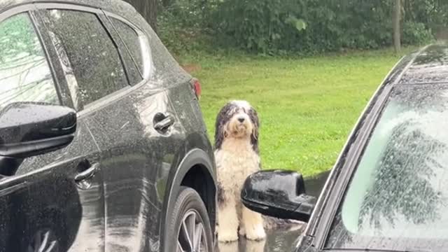 He waited for his master in the rain
