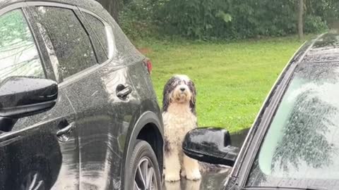 He waited for his master in the rain