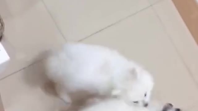 Funny Dogs Doing things