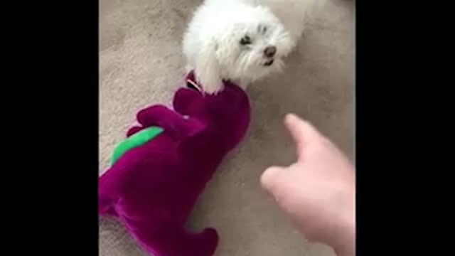 dog fight with barney