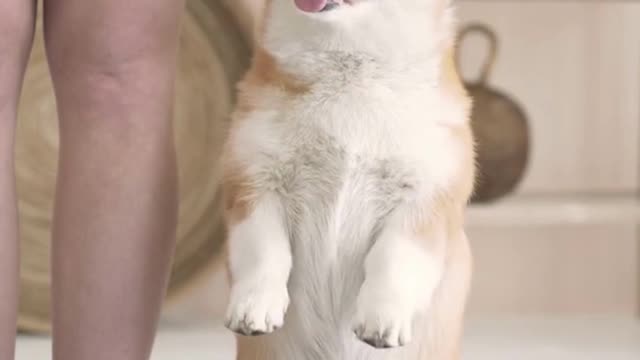 Baby Dogs 🔴 Cute and Funny Dog Videos Minutes of Funny Puppy Videos 2022-Is doing yoga to lose weight - husky