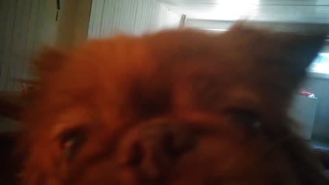 Pekingese waving ears