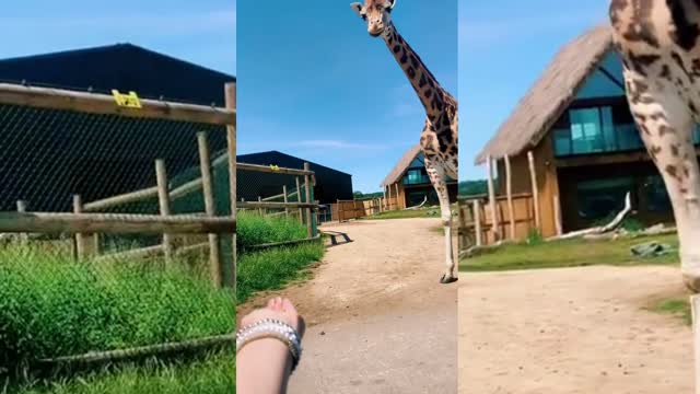Touching Girrafe
